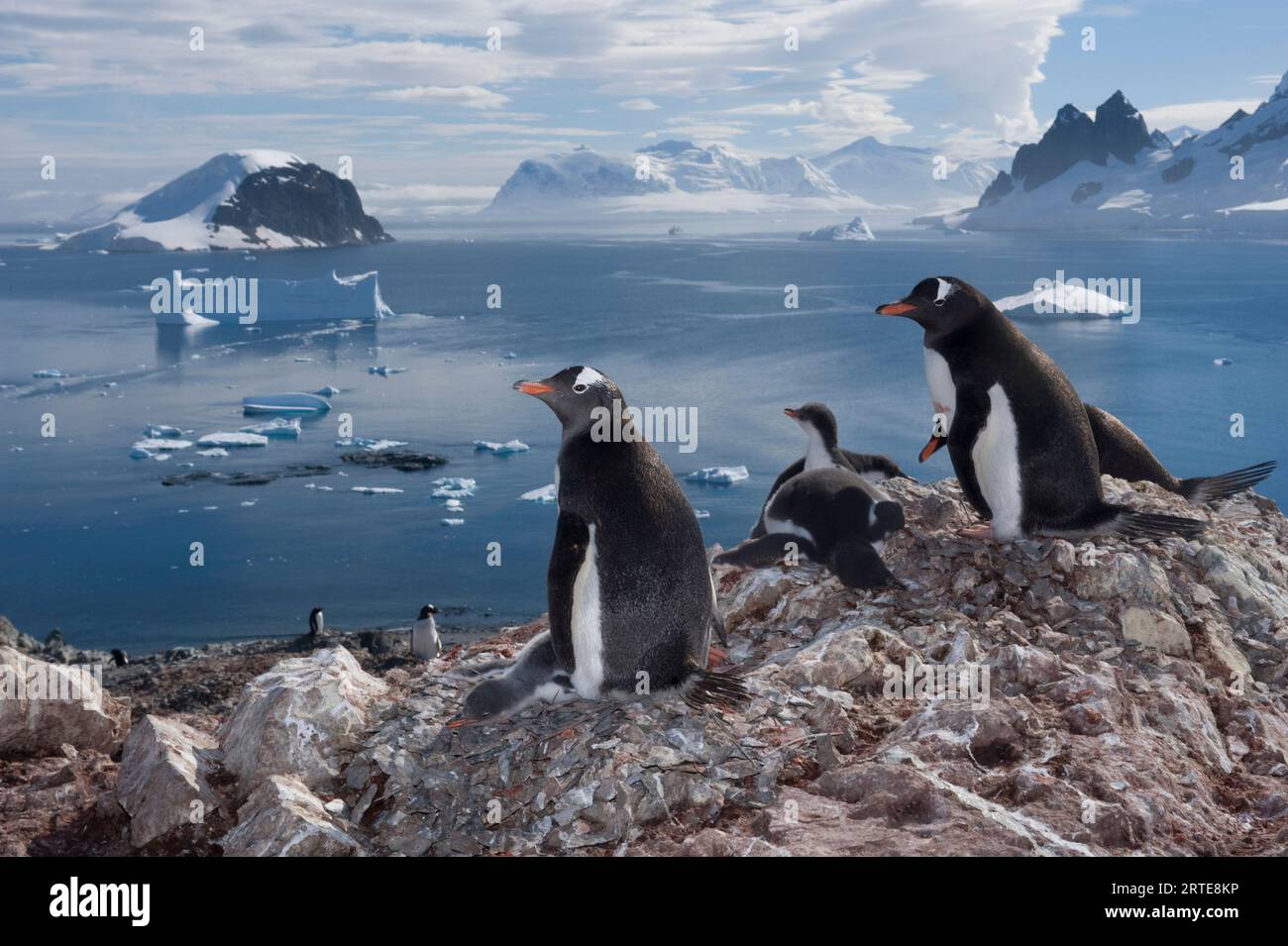 Colonia di pinguini di Gentoo (Pygoscelis papua) sull'isola di Danco; Penisola Antartica, Antartide Foto Stock