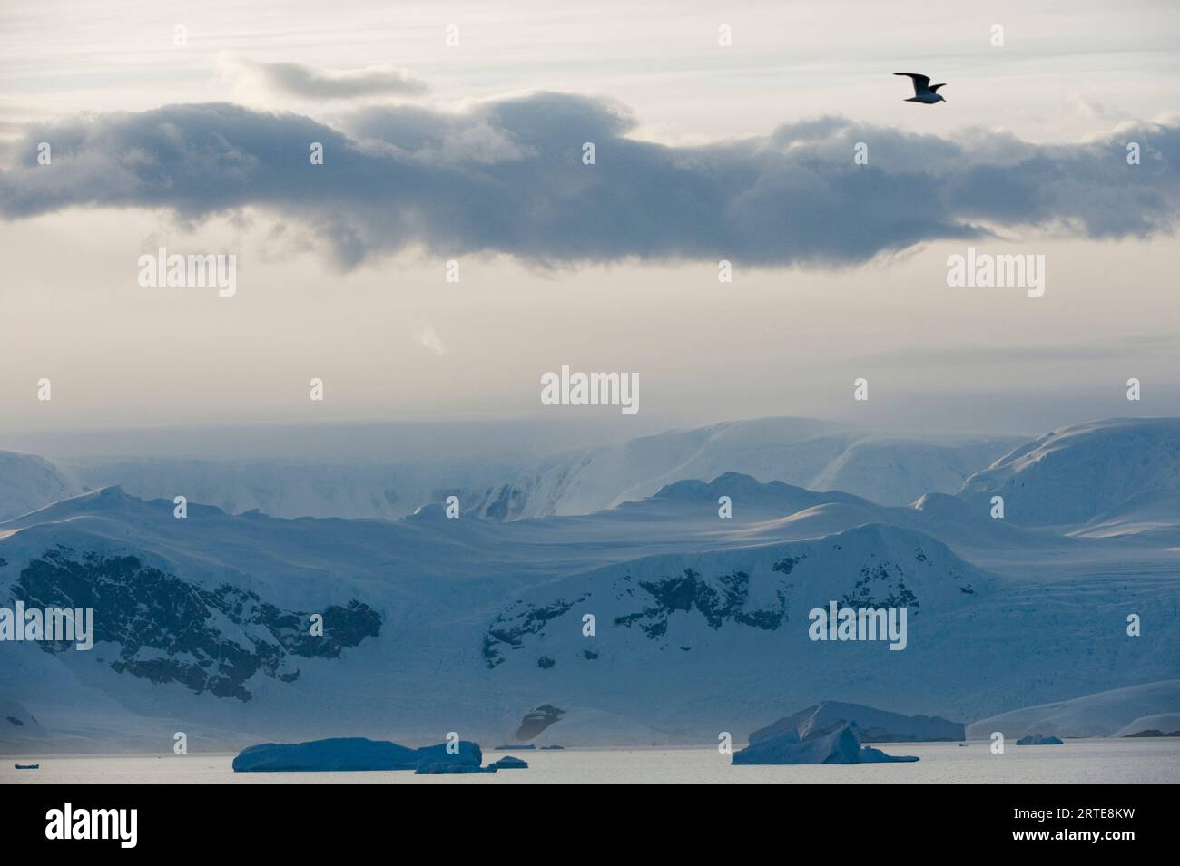 Lato ovest della penisola antartica, con montagne innevate e iceberg nell'Oceano meridionale e un solo uccello che vola sopra la testa Foto Stock