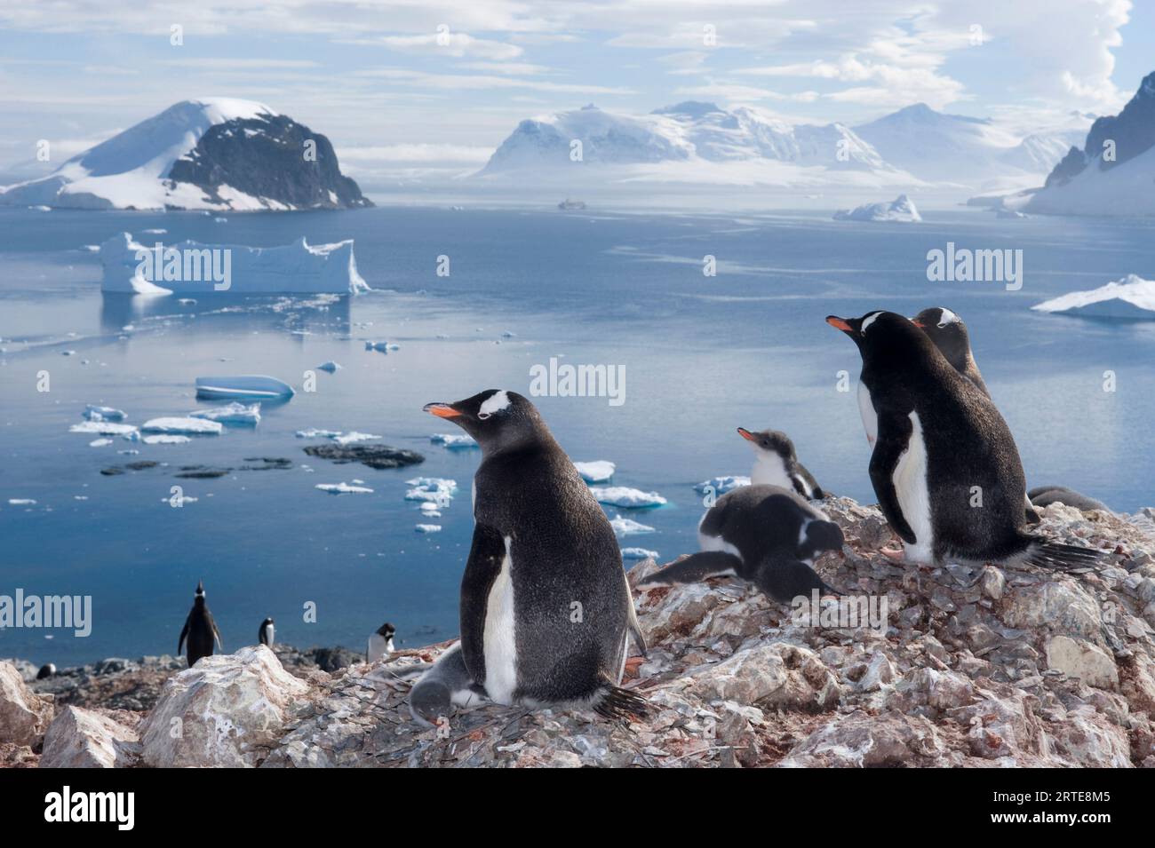 Colonia di pinguini di Gentoo (Pygoscelis papua) sull'isola di Danco; Penisola Antartica, Antartide Foto Stock