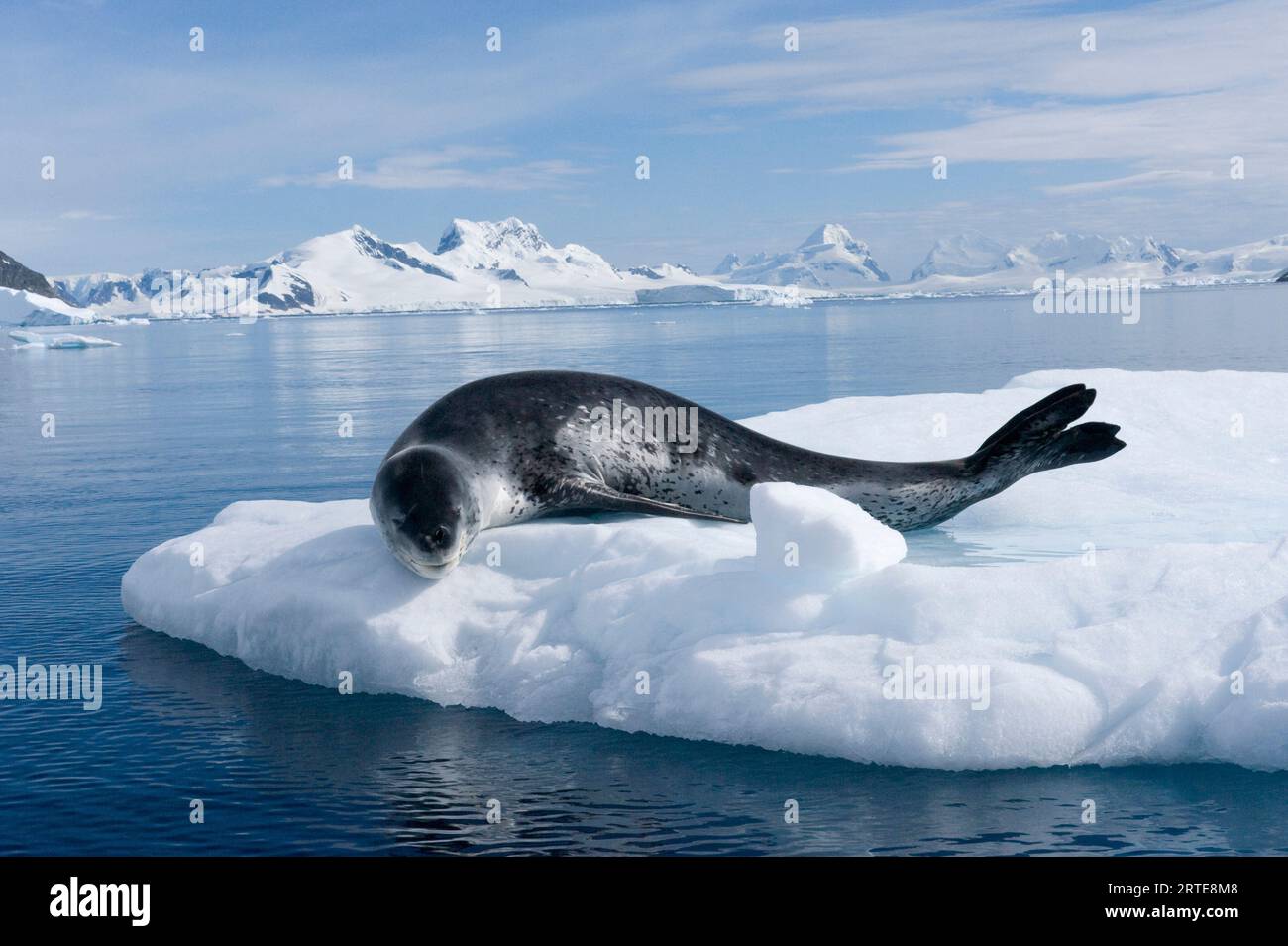 Acque ghiacciate del Canale di Lemaire, con una foca leopardo riposante (Hydrurga leptonyx), sul lato ovest della penisola antartica Foto Stock