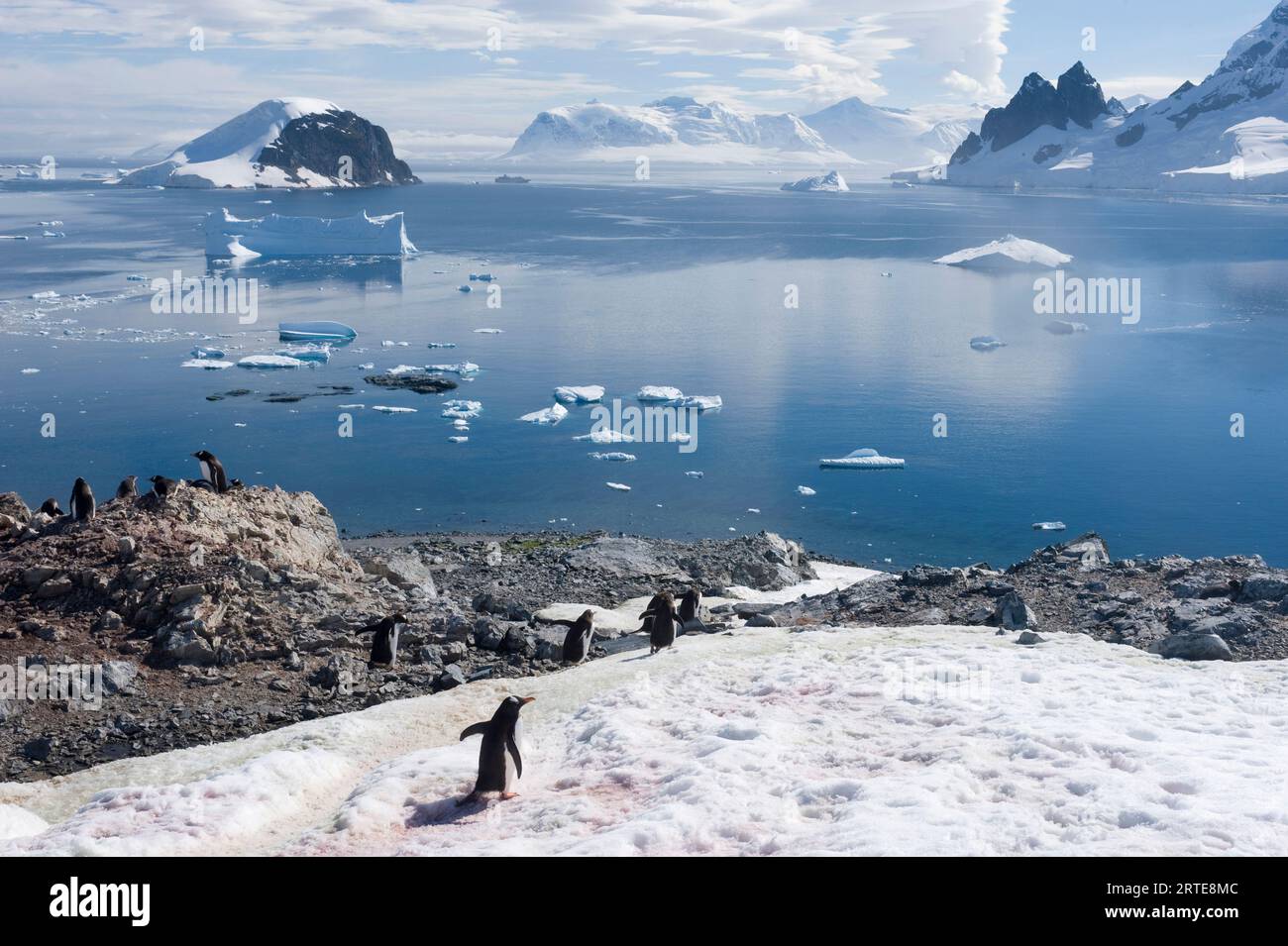 Colonia di pinguini di Gentoo (Pygoscelis papua) sull'isola di Danco; Penisola Antartica, Antartide Foto Stock