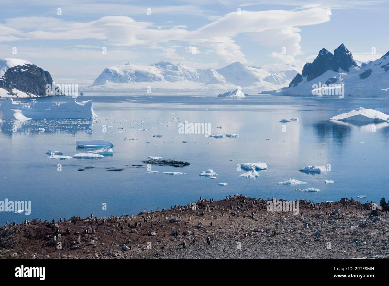 Colonia di pinguini di Gentoo (Pygoscelis papua) sull'isola di Danco; Penisola Antartica, Antartide Foto Stock