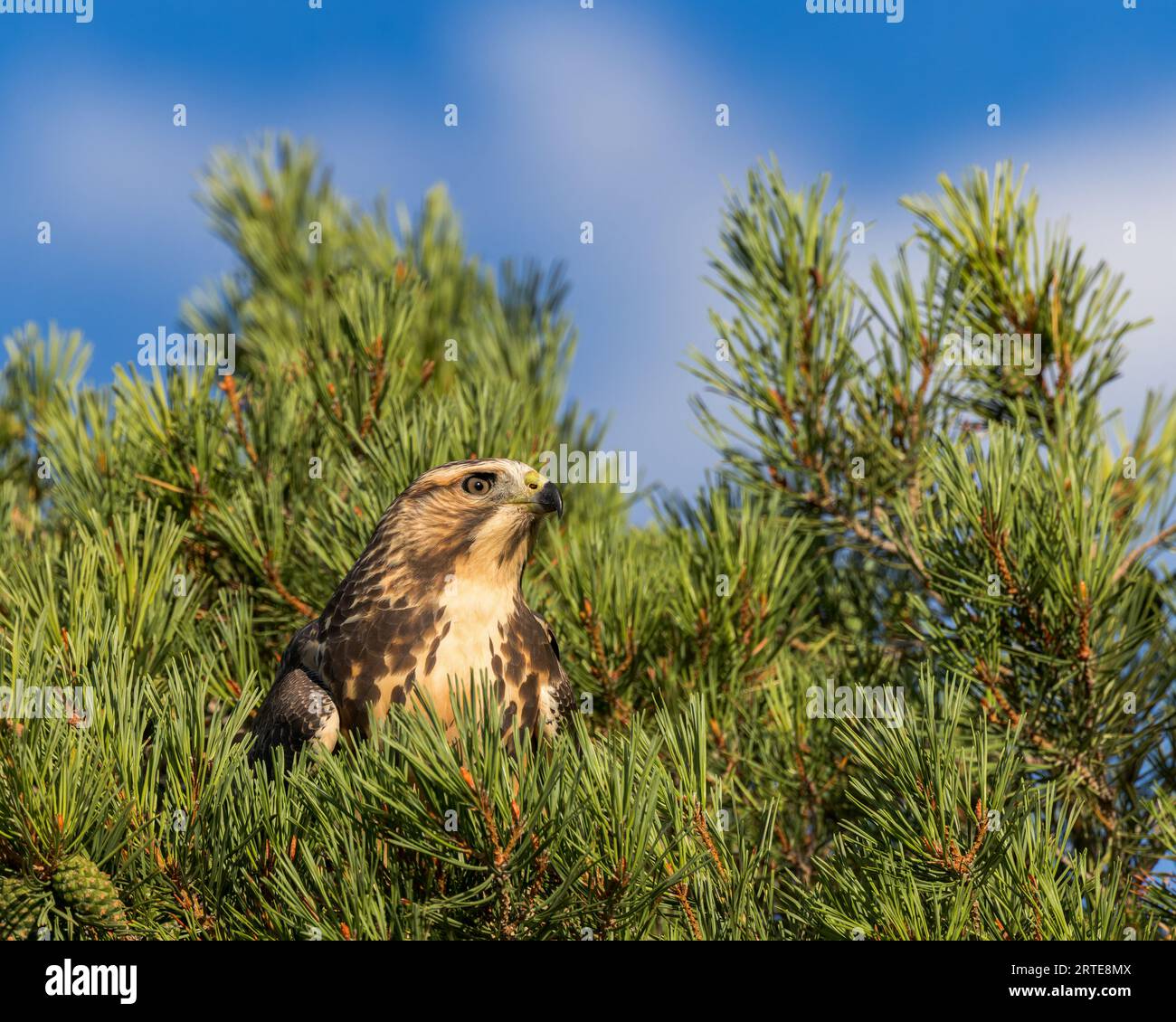 Uno Swainson's Hawk è comodamente annidato tra i boughs di pini, Wyoming, USA Foto Stock