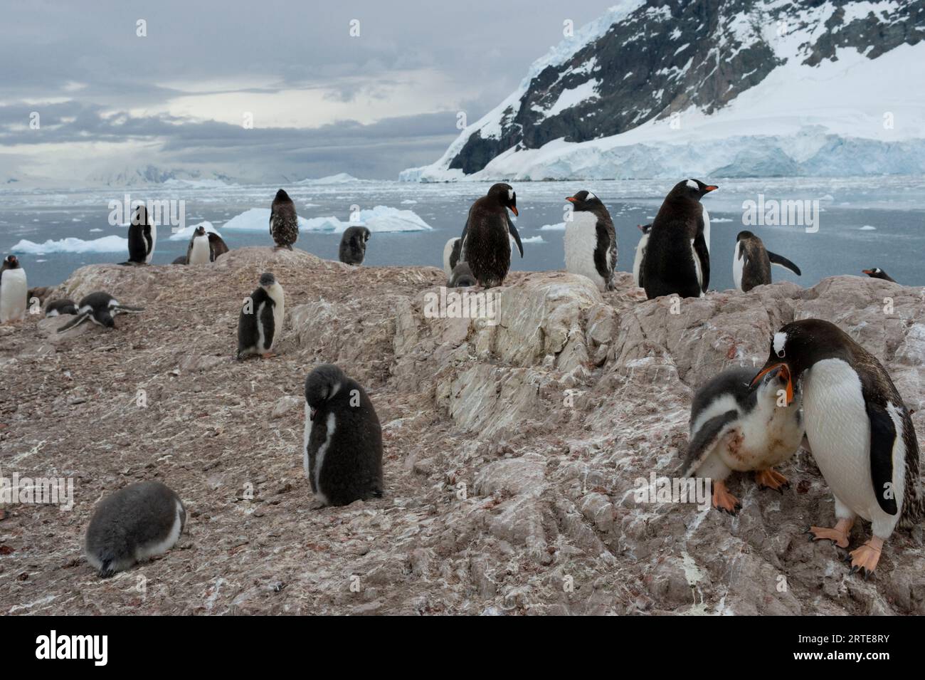Colonia di pinguini di Gentoo (Pygoscelis papua) a Port Lockroy nella penisola antartica; Penisola antartica, Antartide Foto Stock