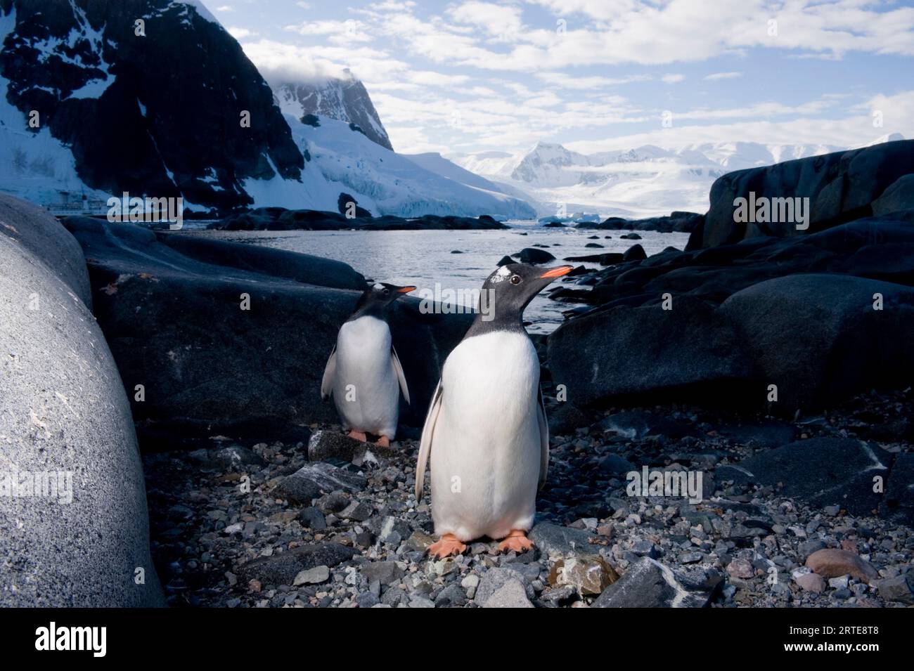 Due pinguini di Gentoo (Pygoscelis papua) sulla penisola antartica, vicino al Circolo polare Antartico; Antartide Foto Stock