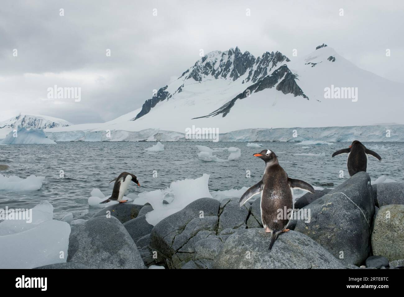 Tre pinguini Gentoo (Pygoscelis papua) in Antartide; Antartide Foto Stock