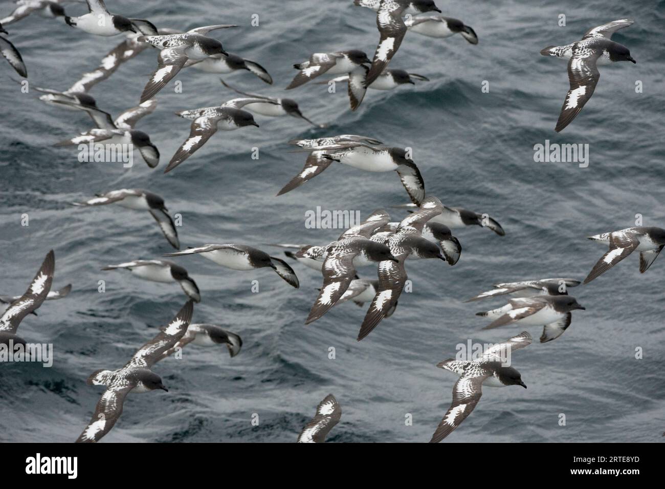 Promontorio o pintado (Daption capensis) nell'Oceano australe; Penisola Antartica, Antartide Foto Stock