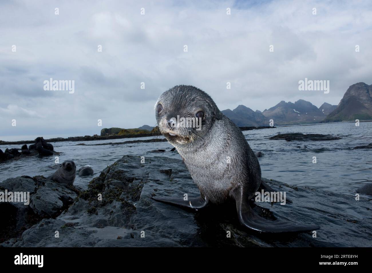Ritratto di un cucciolo di foca del sud (Arctocephalus gazella) su una roccia; Isola della Georgia del Sud Foto Stock