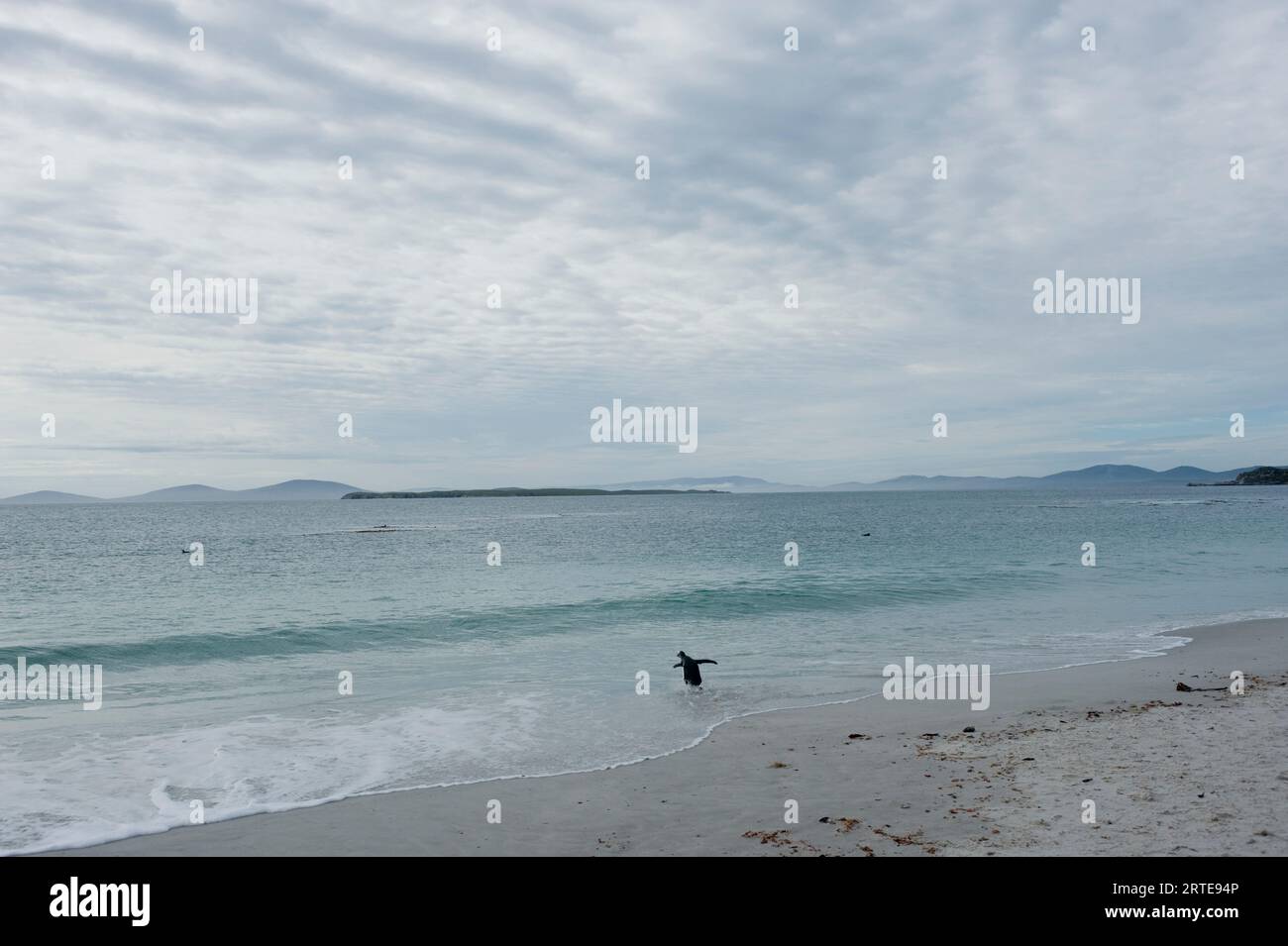 Pinguino di Gentoo (Pygoscelis papua) sull'isola della carcassa; isola della carcassa, Isole Falkland occidentali, Isole Falkland Foto Stock