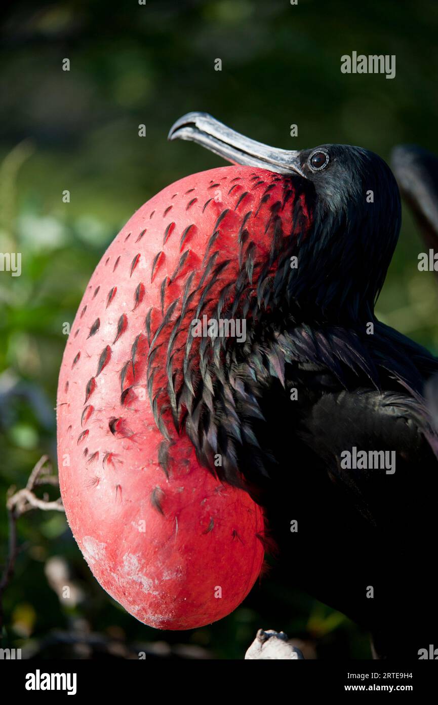 Il magnifico fregata Magnificens (Fregata Magniens) mostra la sua borsa per il collo per attirare le femmine nel Parco Nazionale delle Isole Galapagos Foto Stock