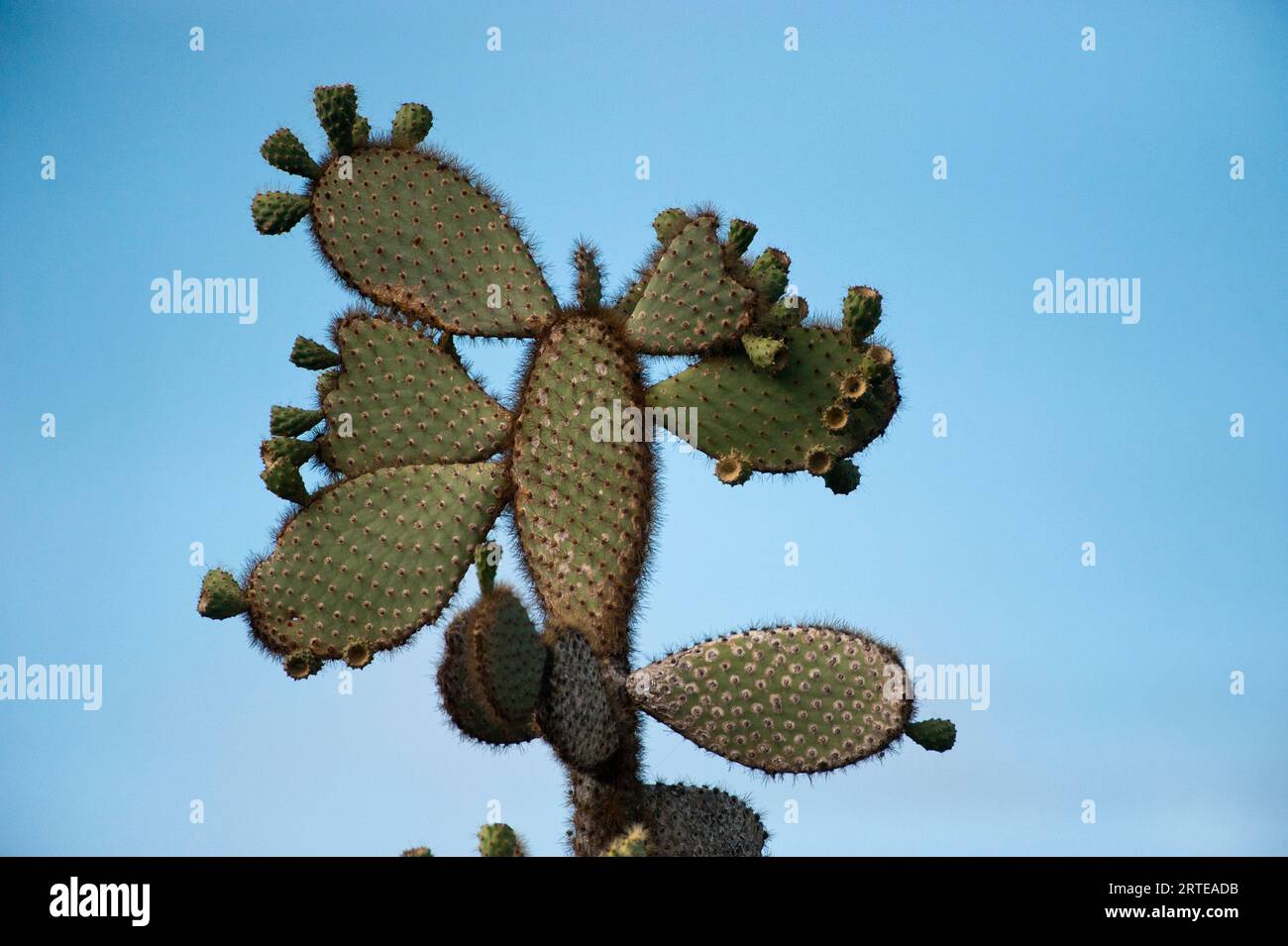 Albero di cactus (Opuntia echios var. Gigantea) contro un cielo blu sull'isola di Santa Cruz nel Parco Nazionale delle Isole Galapagos Foto Stock