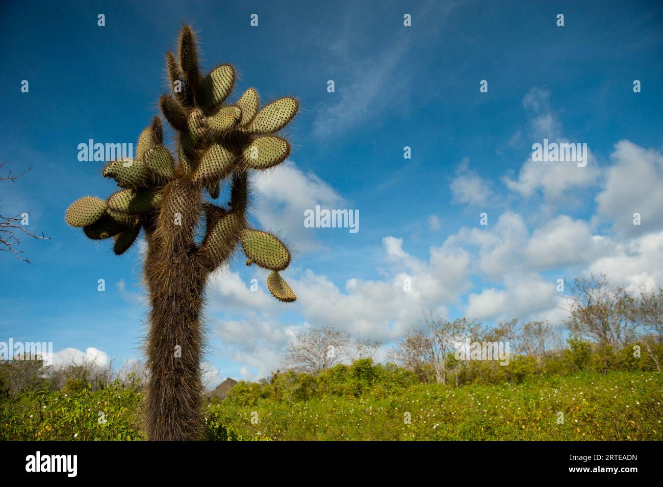 Albero di cactus (Opuntia echios var. Gigantea) contro un cielo blu con nuvole sull'isola di Santa Cruz nel Parco Nazionale delle Isole Galapagos Foto Stock