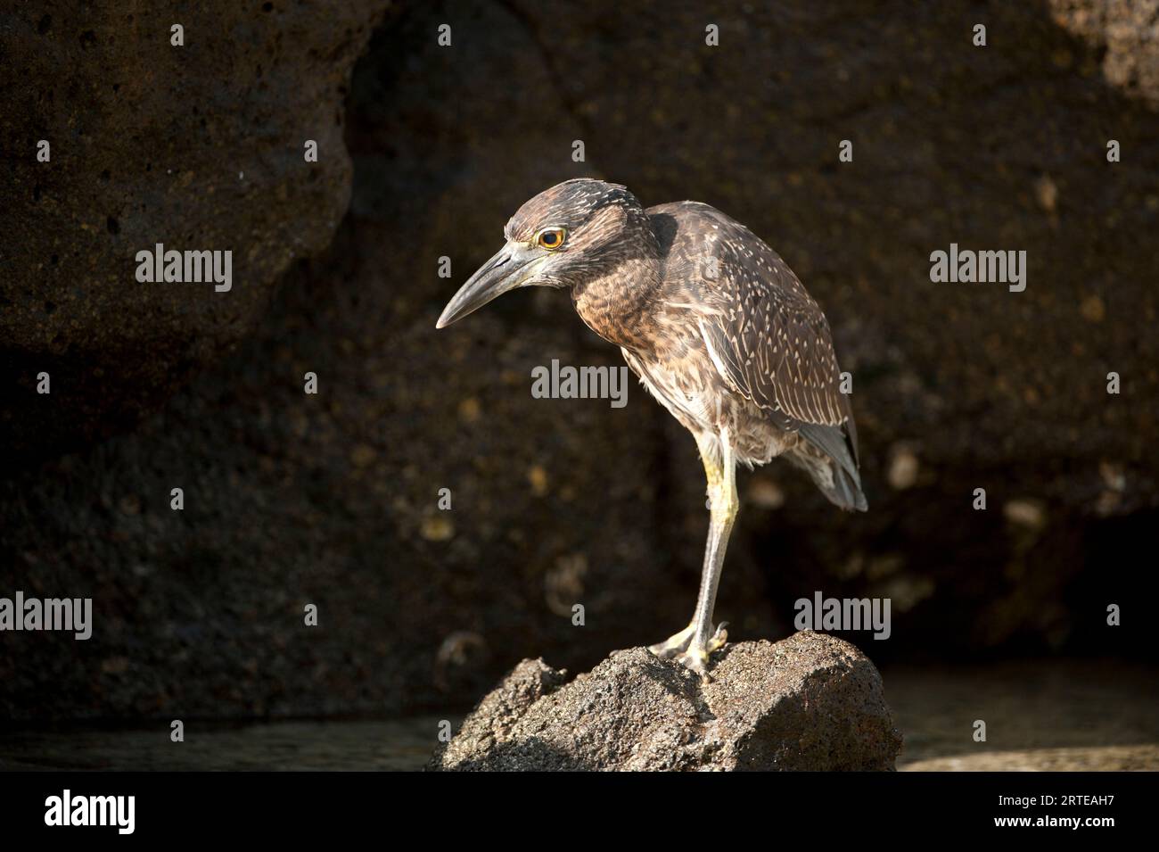 Airone notturno a corona gialla (Nyctanassa violacea) arroccato su una roccia alla luce del sole nel Parco Nazionale delle Isole Galapagos Foto Stock