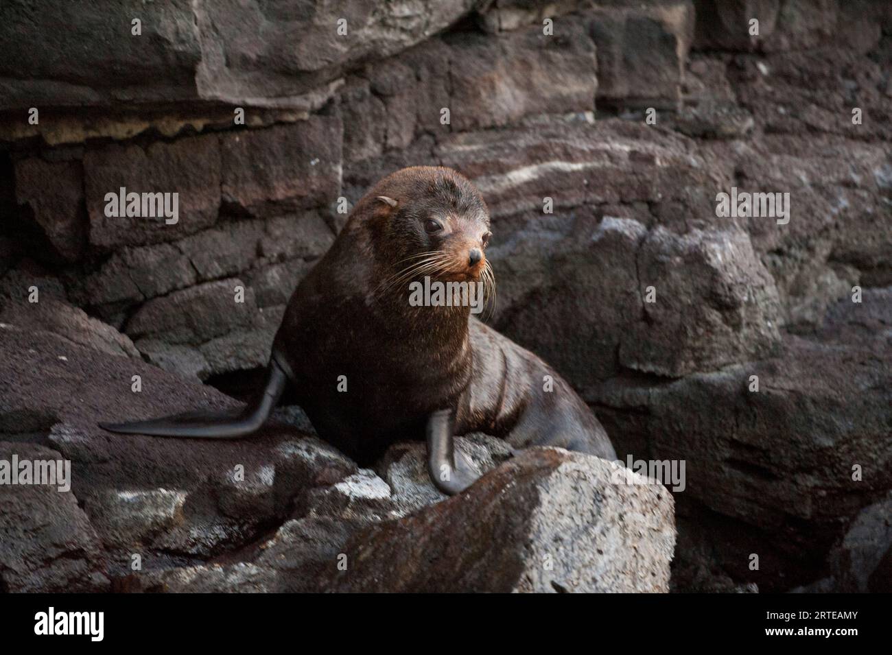La foca foca delle Galapagos (Arctocephalus galapagoensis) poggia sulle rocce dell'isola Genovesa nel Parco Nazionale delle Isole Galapagos Foto Stock