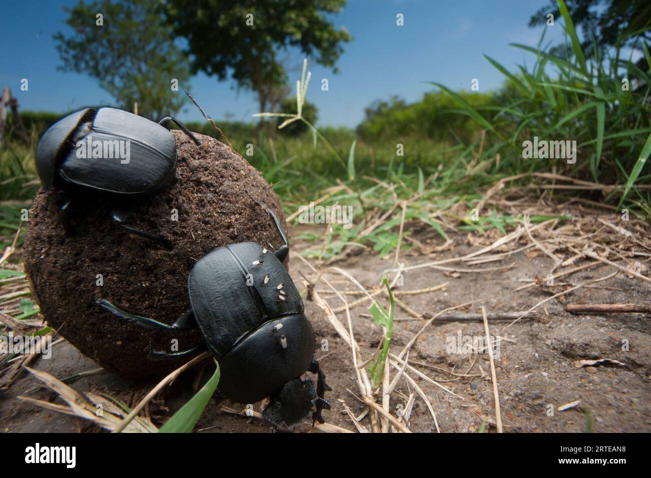 Scarabei letali sulla riva orientale del lago Albert nella riserva naturale di Kabwoya; Uganda Foto Stock