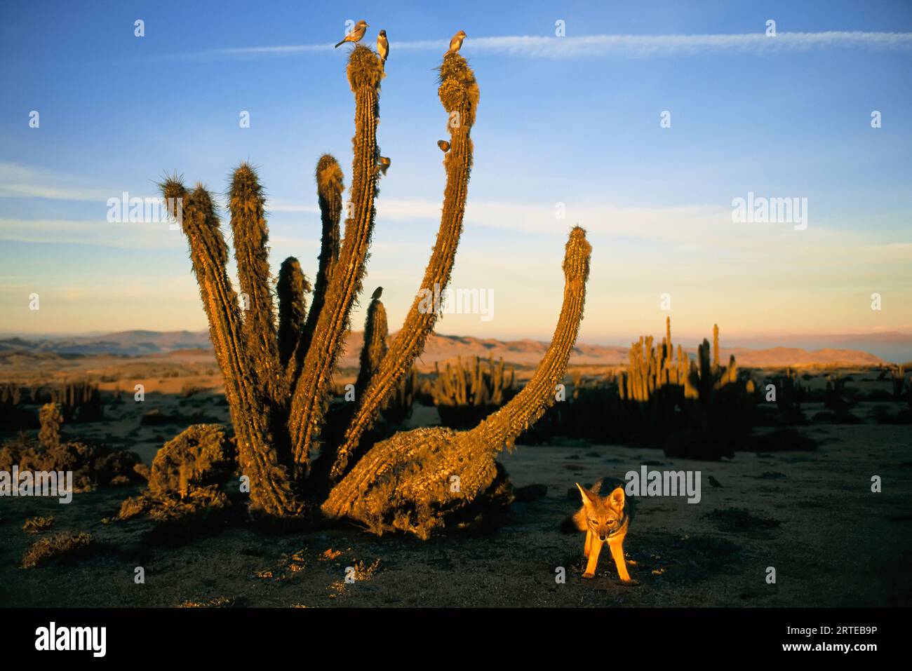 Volpe grigia (Vulpes cinereoargenteus), uccelli e cactus nel paesaggio del deserto di Atacama in Cile al crepuscolo; deserto di Atacama, Cile Foto Stock