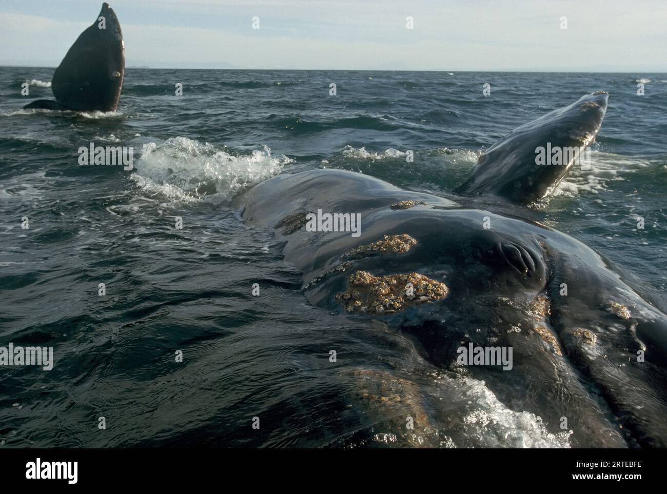 Alla ricerca di un contatto con una specie ormai amica, una balena grigia (Eschrichtius glaucus) segue una barca per l'avvistamento delle balene in questo vivaio invernale per i grandi... Foto Stock