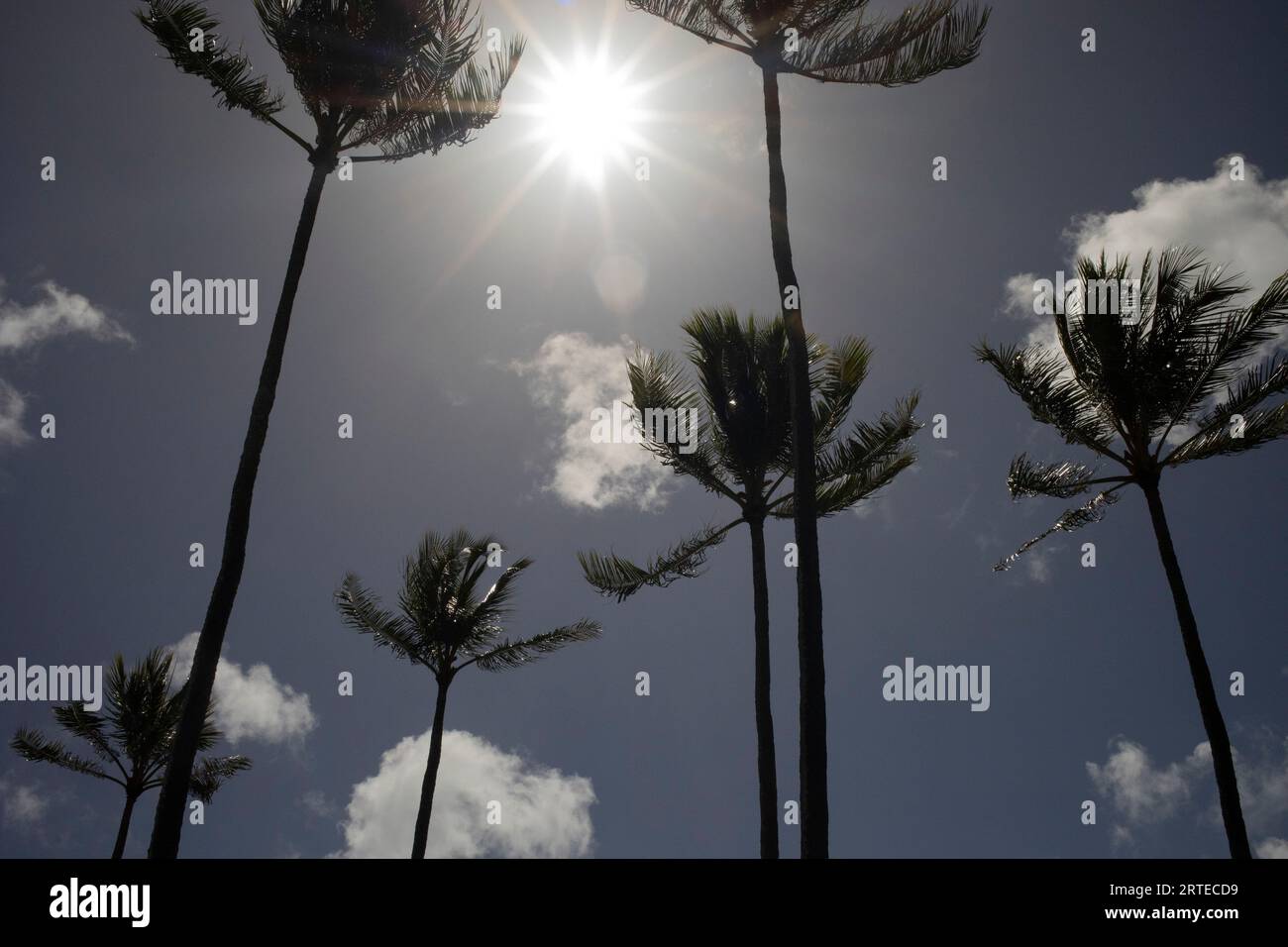 Sagoma di palme (Arecaceae) contro un cielo blu con nuvole bianche e soffici e una luce solare Foto Stock