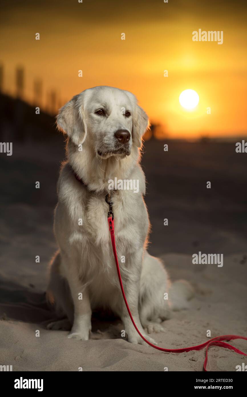 Giovane cane, cucciolo Golden Retriever seduto sulla spiaggia sabbiosa al tramonto. Un cane bianco in lontananza, il sole che tramonta sulle sabbie della spiaggia Foto Stock