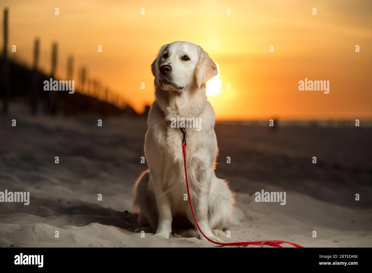 Giovane cane, cucciolo Golden Retriever seduto sulla spiaggia sabbiosa al tramonto. Un cane bianco in lontananza, il sole che tramonta sulle sabbie della spiaggia Foto Stock