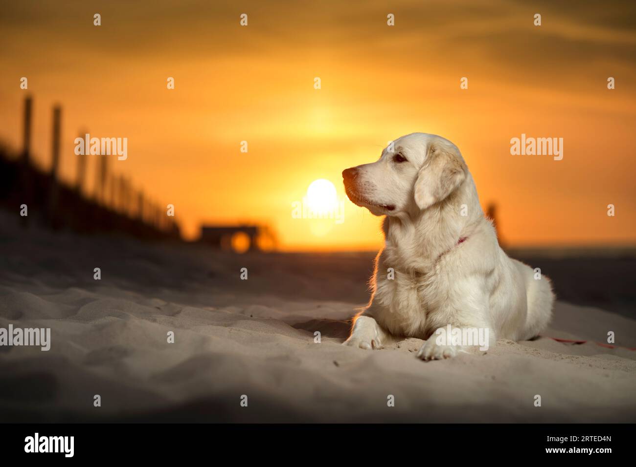 Giovane cane, cucciolo Golden Retriever seduto sulla spiaggia sabbiosa al tramonto. Un cane bianco in lontananza, il sole che tramonta sulle sabbie della spiaggia Foto Stock