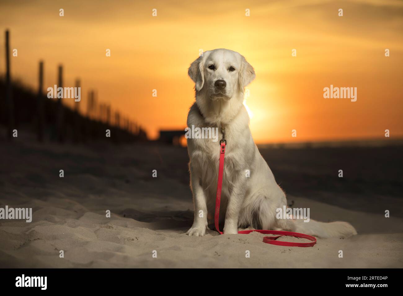 Giovane cane, cucciolo Golden Retriever seduto sulla spiaggia sabbiosa al tramonto. Un cane bianco in lontananza, il sole che tramonta sulle sabbie della spiaggia Foto Stock