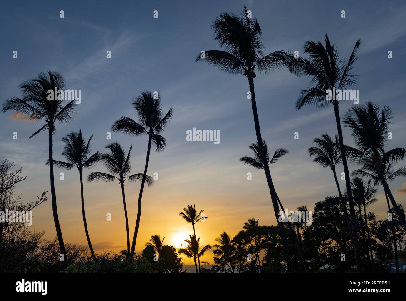 Silhouette di palme (Arecaceae) contro la luce del sole dorata e un cielo blu al crepuscolo nell'area Resort di Wailea Foto Stock
