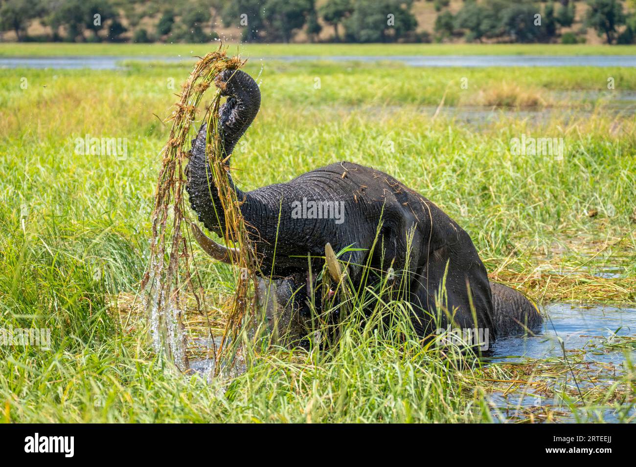Ritratto di un elefante africano (Loxodonta africana) in piedi nell'acqua che solleva l'erba del fiume, mangiando e lavando nel Parco Nazionale del Chobe Foto Stock
