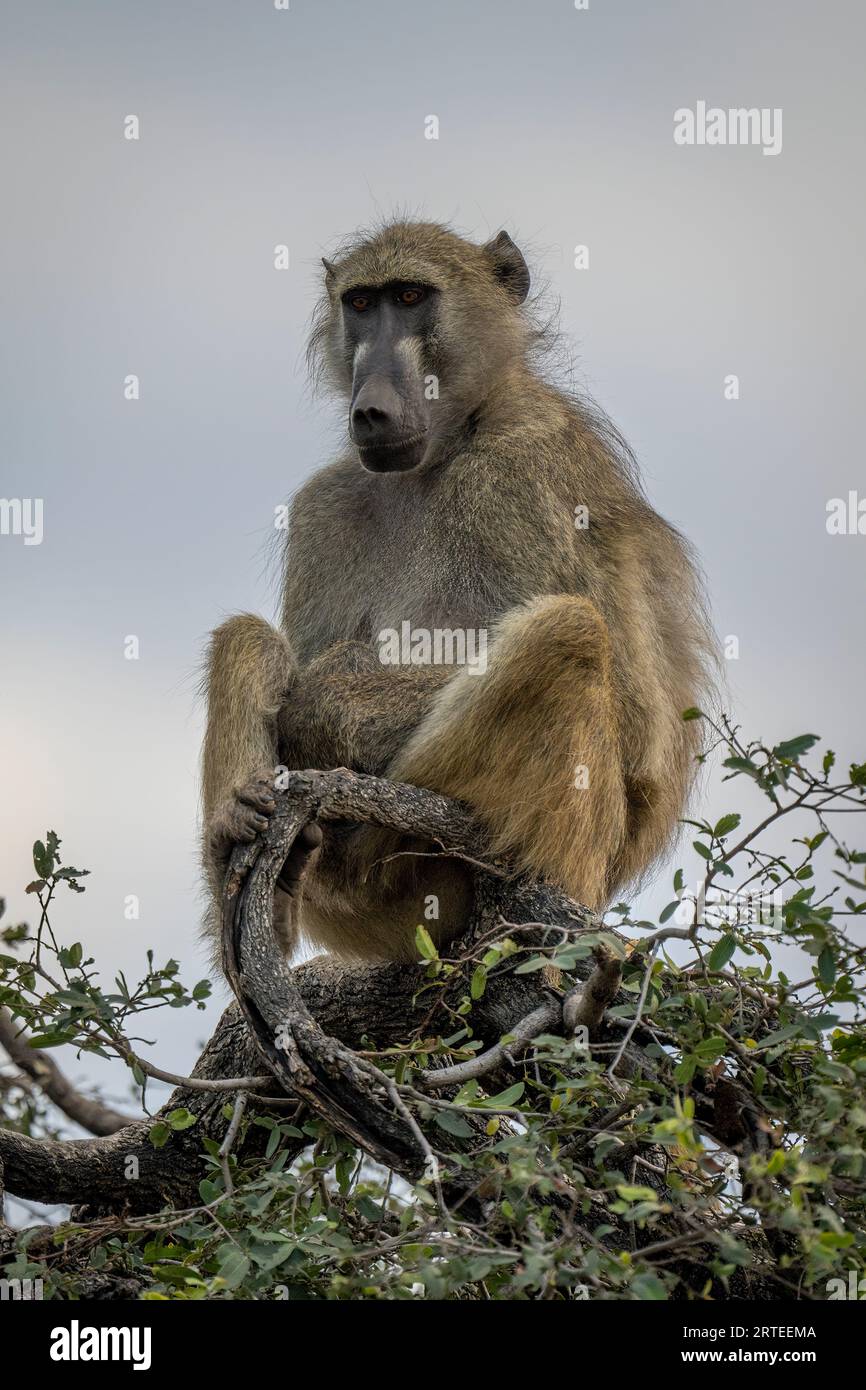 Ritratto ravvicinato di un babbuino Chacma (Papio ursinus) seduto in alto sulla cima di un albero contro un cielo nuvoloso nel Parco Nazionale del Chobe Foto Stock
