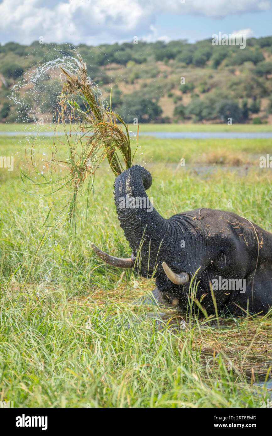 Elefante cespuglio africano (Loxodonta africana) in acqua lavando e sollevando l'erba del fiume con il suo tronco e le zanne nel Parco Nazionale del Chobe Foto Stock