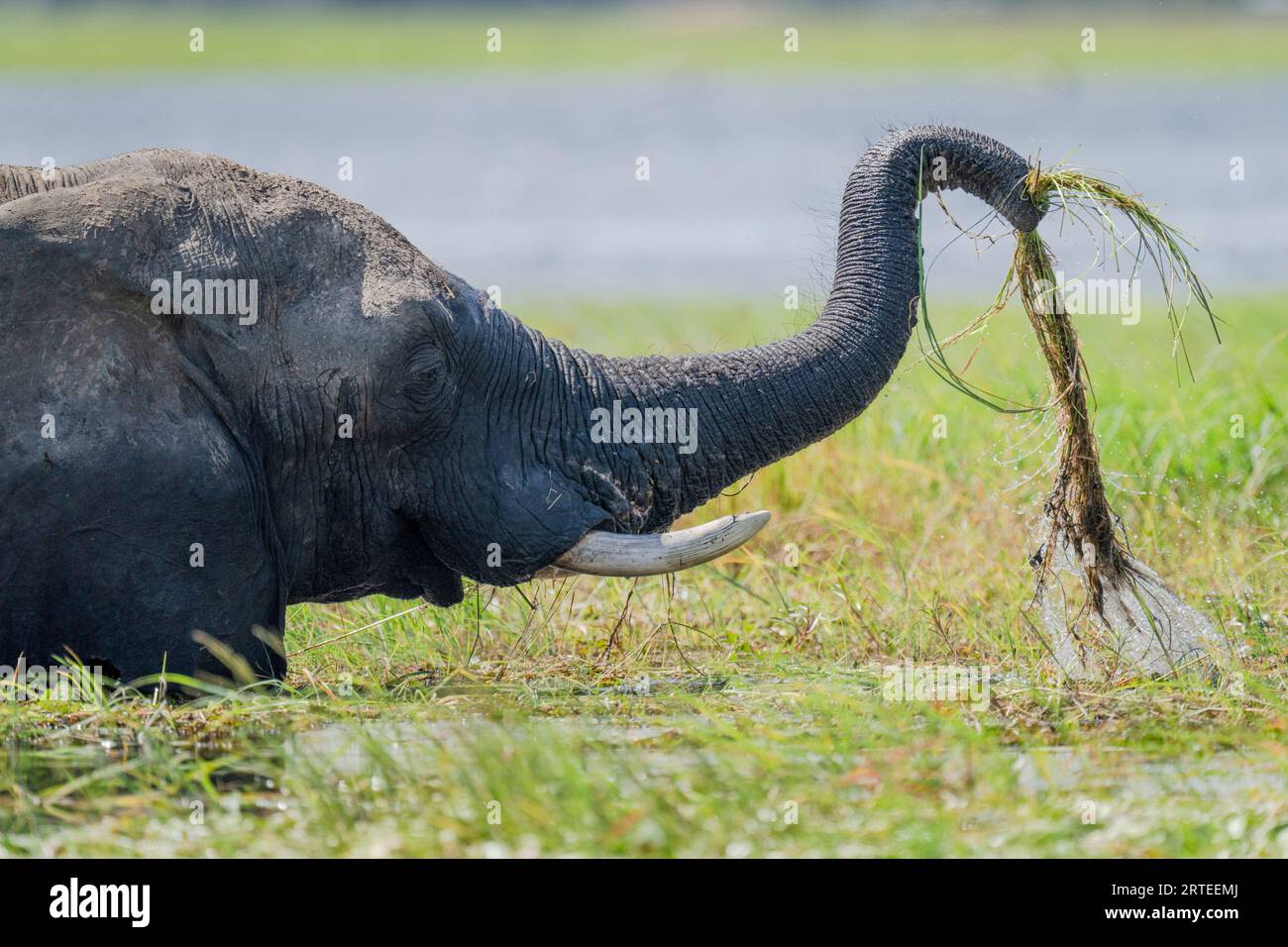 Ritratto dell'elefante africano (Loxodonta africana) nell'erba del fiume nel Chobe National Park; Chobe, nord-ovest, Botswana Foto Stock