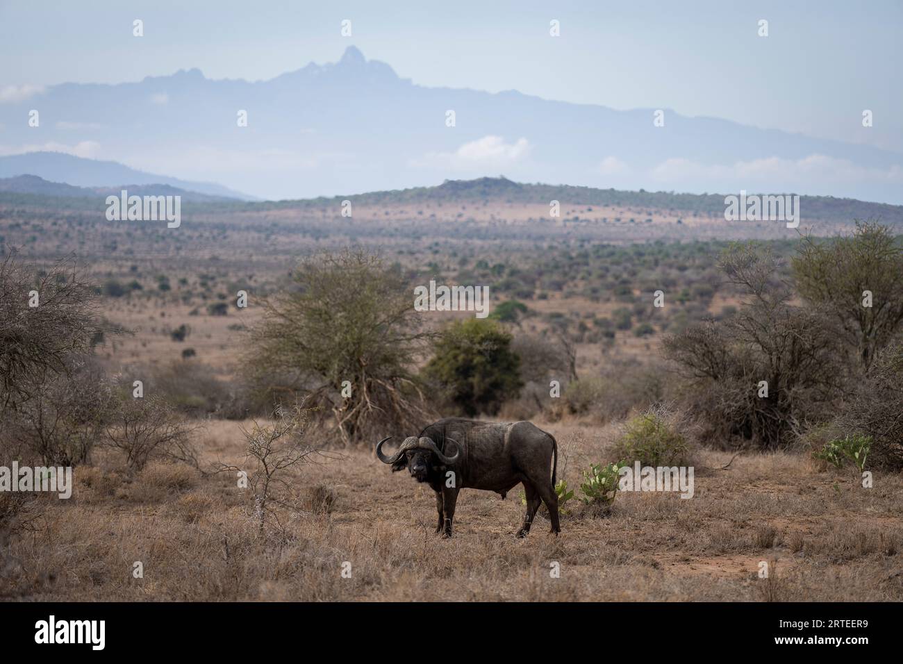 Ritratto di un bufalo del Capo (Syncerus caffer) in piedi sulla pianura con il Monte Kenya sagomato sullo sfondo; Laikipia, Kenya Foto Stock
