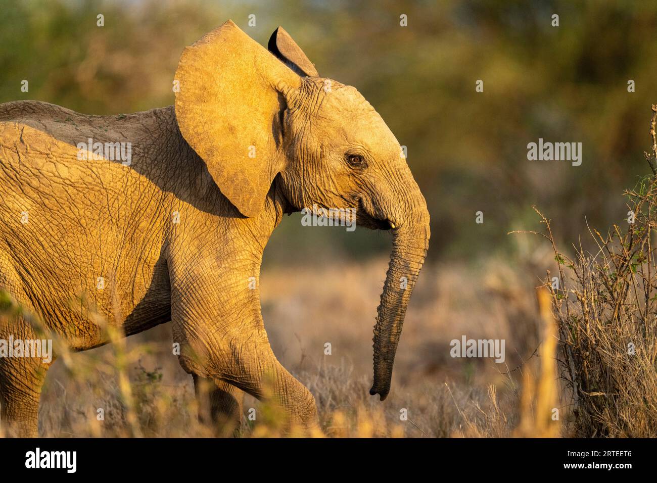 Primo piano di un piccolo elefante africano (Loxodonta africana) che cammina sulla savana di Segera; Segera, Laikipia, Kenya Foto Stock