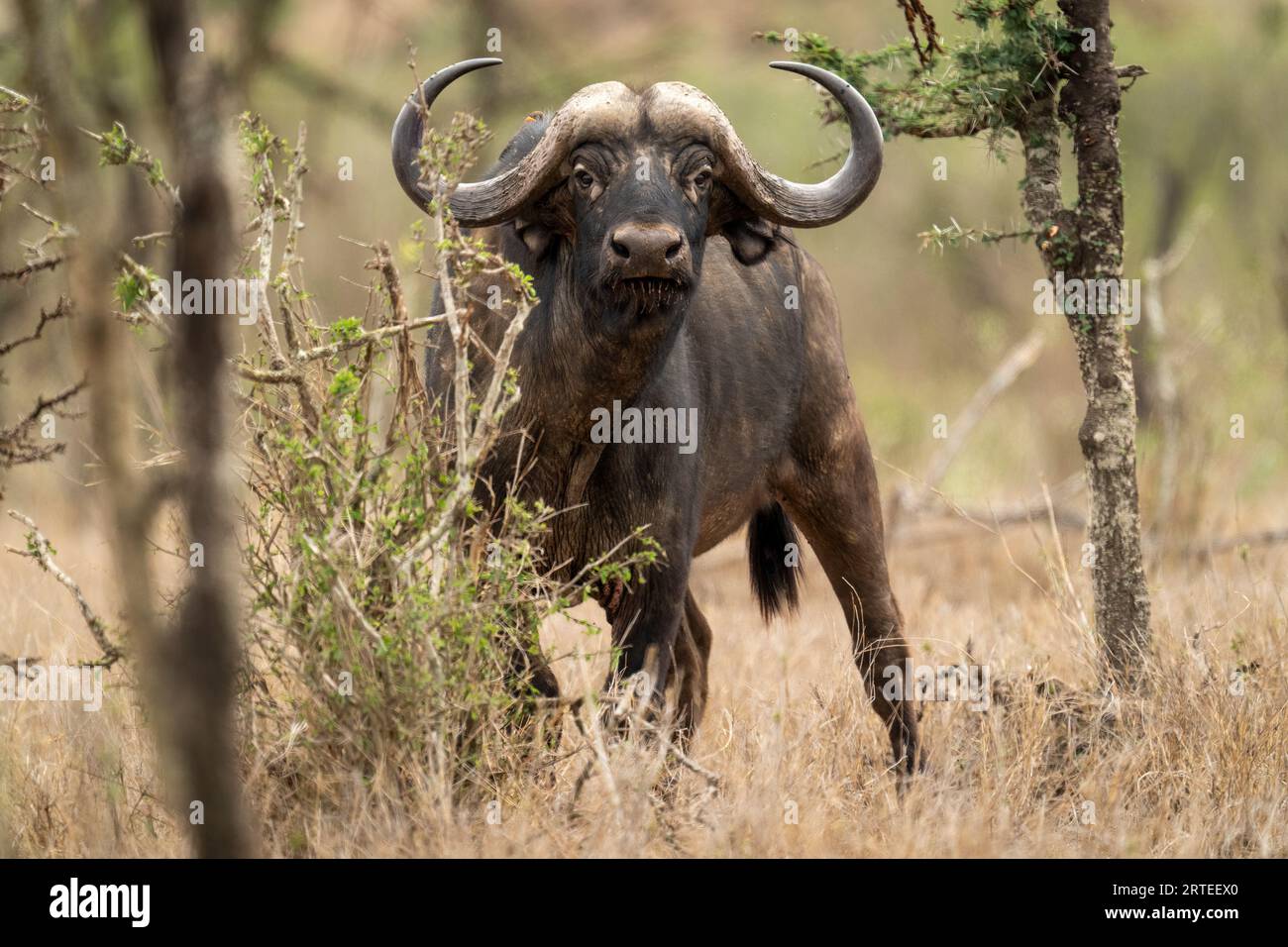Ritratto di un bufalo del Capo (Syncerus caffer) in piedi tra i cespugli sulla pianura guardando la macchina fotografica; Laikipia, Kenya Foto Stock