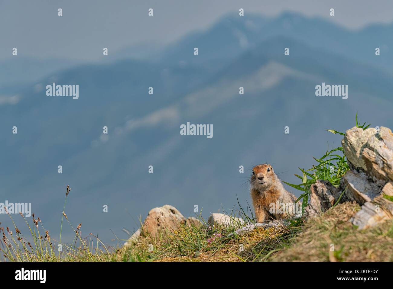 Ritratto di uno scoiattolo artico (Urocitellus parryii) seduto sulla cima di una montagna, guardando fuori tra le rocce, mentre guarda la fotocamera Foto Stock