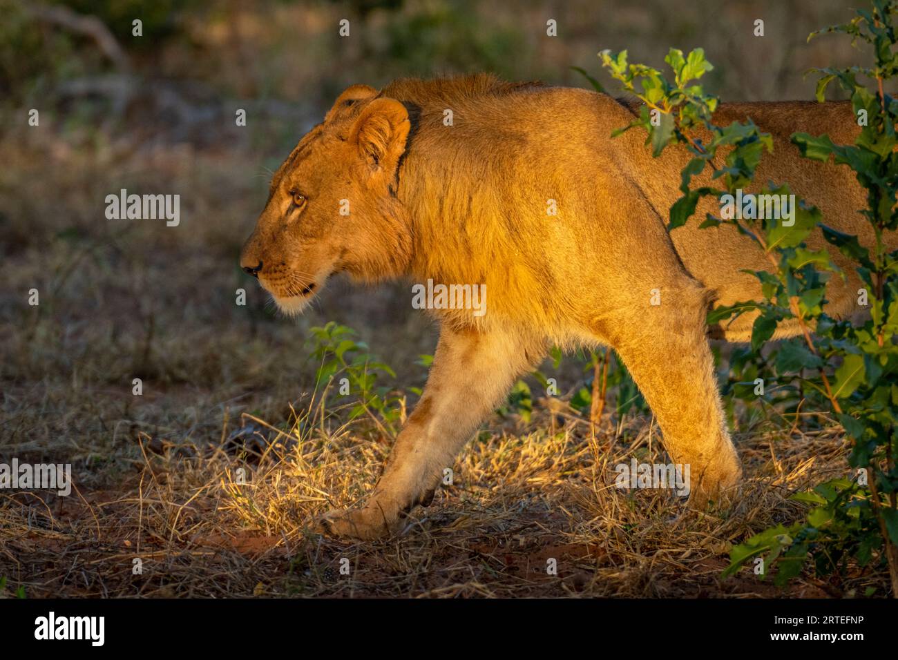 Primo piano di un giovane leone maschio (Panthera leo) che passa nel parco nazionale di Chobe; Chobe, Botswana Foto Stock