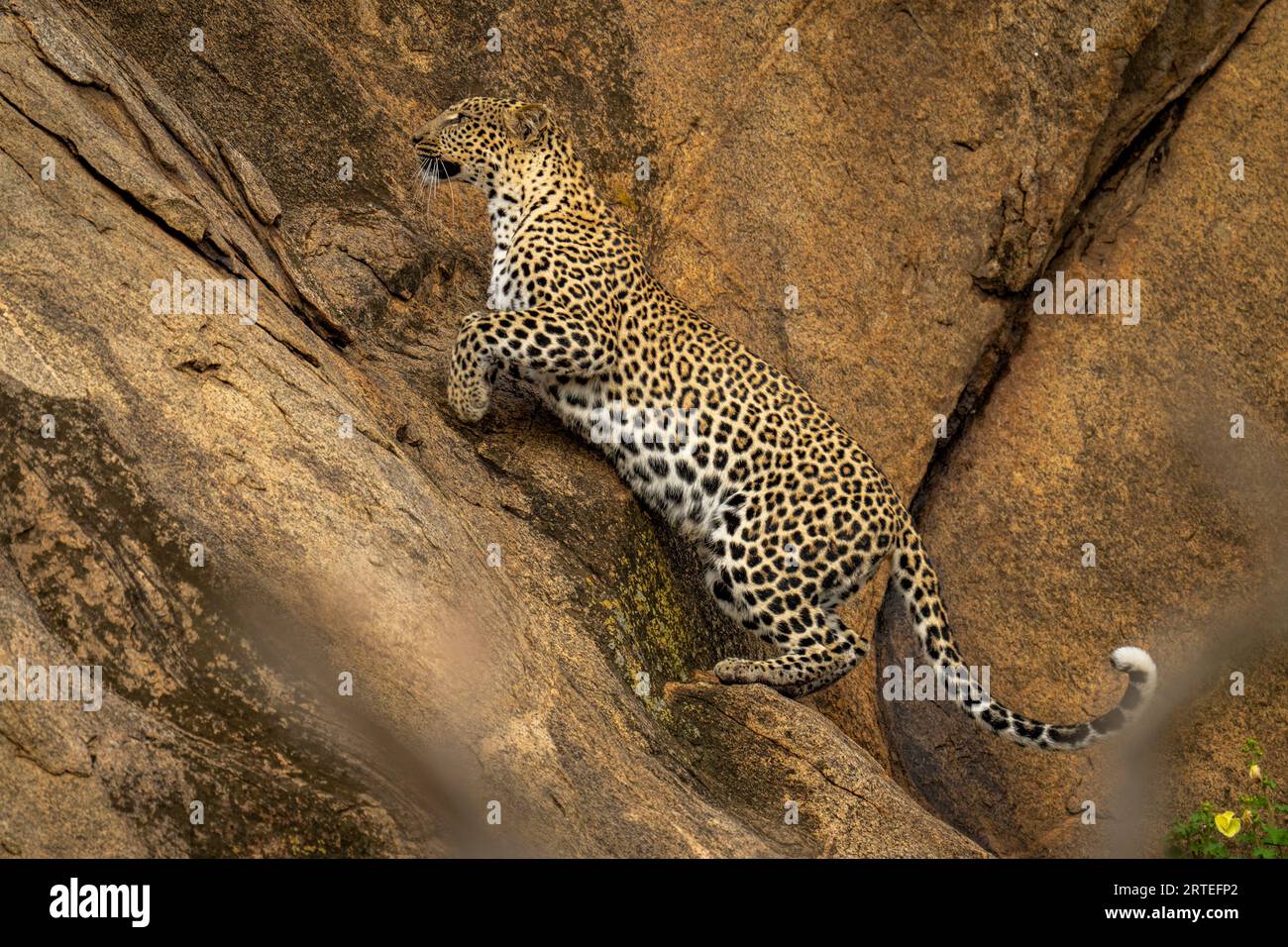 Il leopardo (Panthera pardus) salta diagonalmente su una ripida parete rocciosa; Laikipia, Kenya Foto Stock
