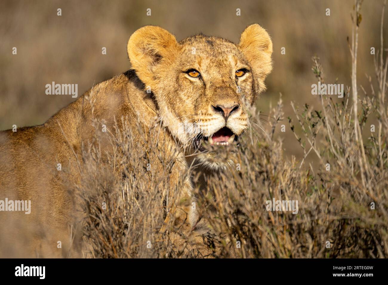 Ritratto ravvicinato di una leonessa (Panthera leo) sdraiata nell'erba, guardando i cespugli al sole; Laikipia, Kenya Foto Stock