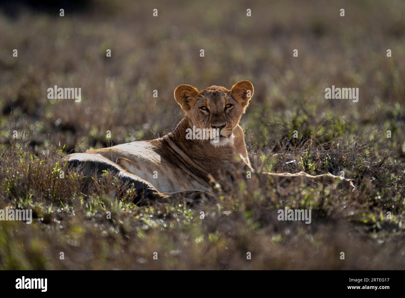 Ritratto di una leonessa (Panthera leo) retroilluminata, sdraiata nell'erba, guardando la fotocamera; Laikipia, Kenya Foto Stock