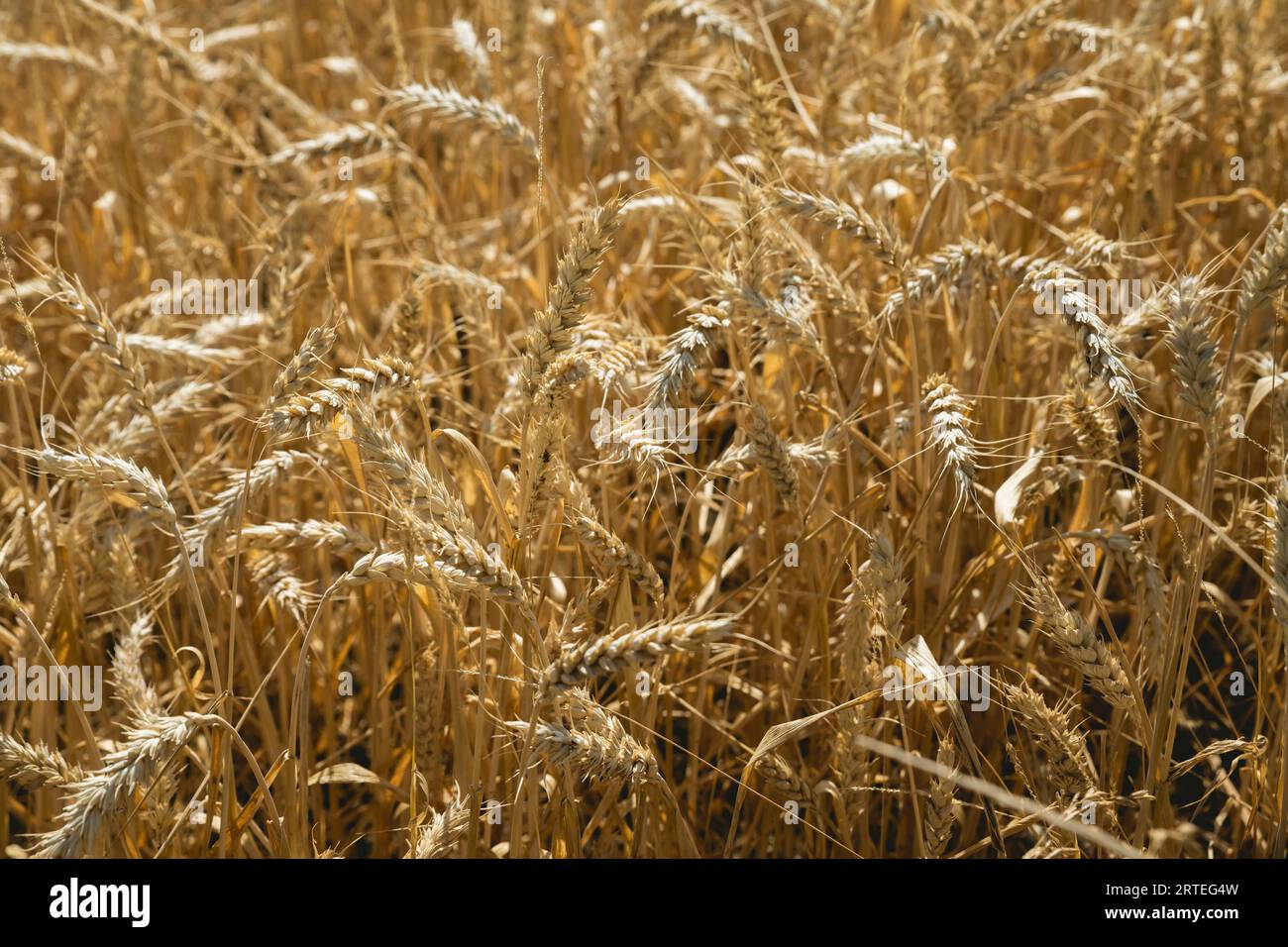 Primo piano di teste di grano dorato alla luce del sole in un campo vicino a Arthingworth, Northamptonshire, Inghilterra, Regno Unito; Northamptonshire, Inghilterra Foto Stock