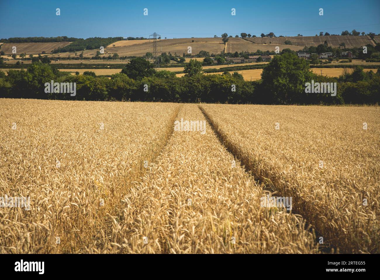 Coltivazioni di grano in campagna con alberi e linee elettriche aeree, vicino a Arthingworth, Northamptonshire, Inghilterra, Regno Unito; Northamptonshire, Inghilterra Foto Stock