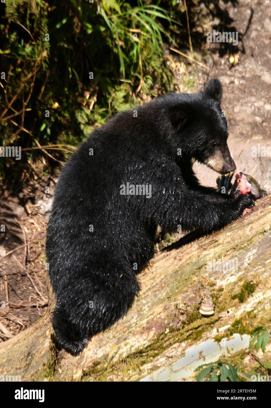 L'orso nero giovanile (Ursus americanus) si nutre di salmone nella Tongass National Forest; Anan Creek, Alaska, Stati Uniti d'America Foto Stock