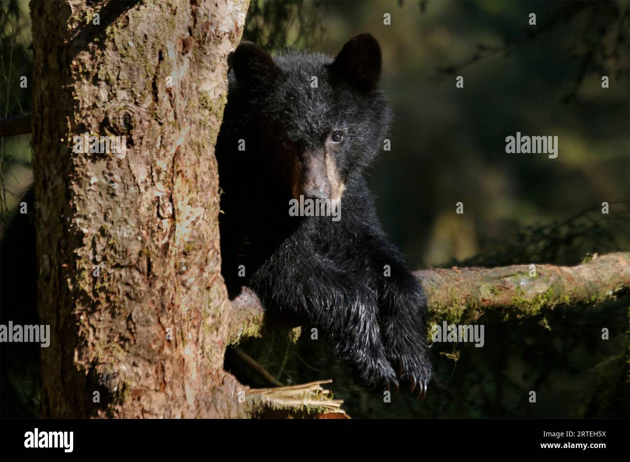 Orso nero (Ursus americanus) sul ramo degli alberi nella Tongass National Forest; Anan Creek, Alaska, Stati Uniti d'America Foto Stock