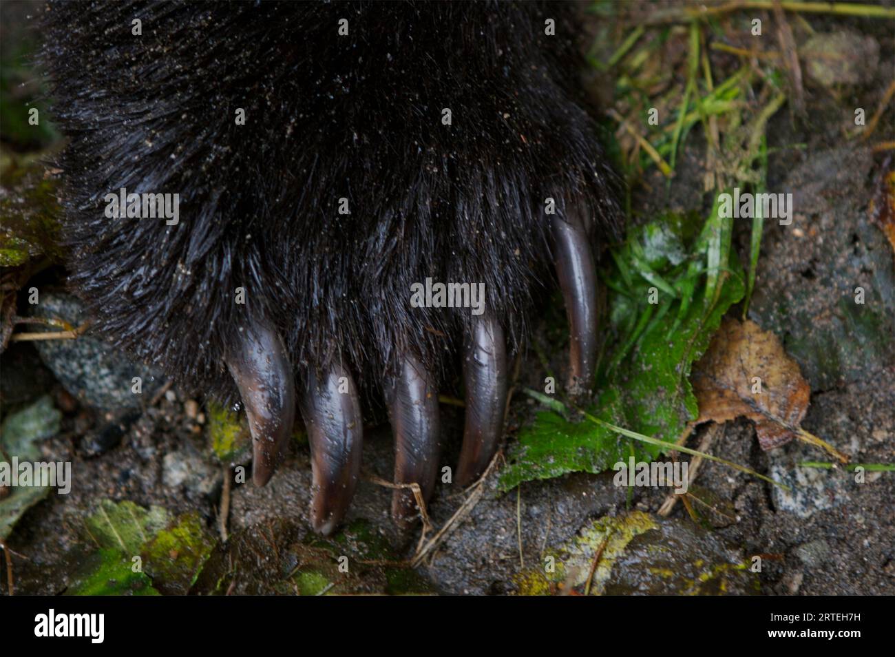 Primo piano dei lunghi artigli sulla zampa di un orso bruno o grizzly (Ursus arctos horribilis) sul fiume Unuk in Alaska, Stati Uniti Foto Stock