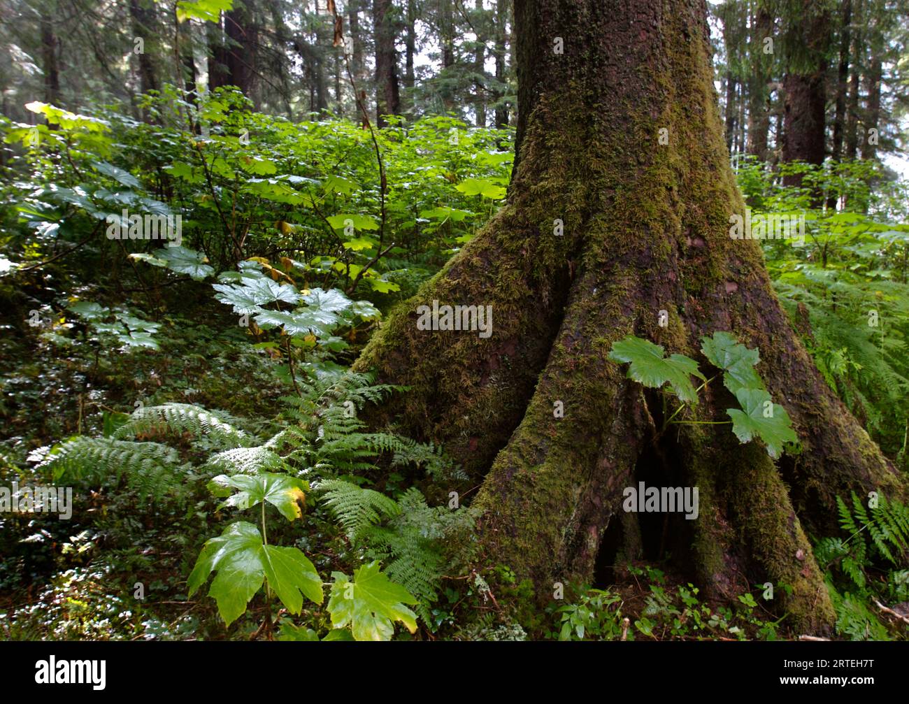 Fondo forestale di alberi di vecchia crescita nella Tongass National Forest; Sitka, Alaska, Stati Uniti d'America Foto Stock