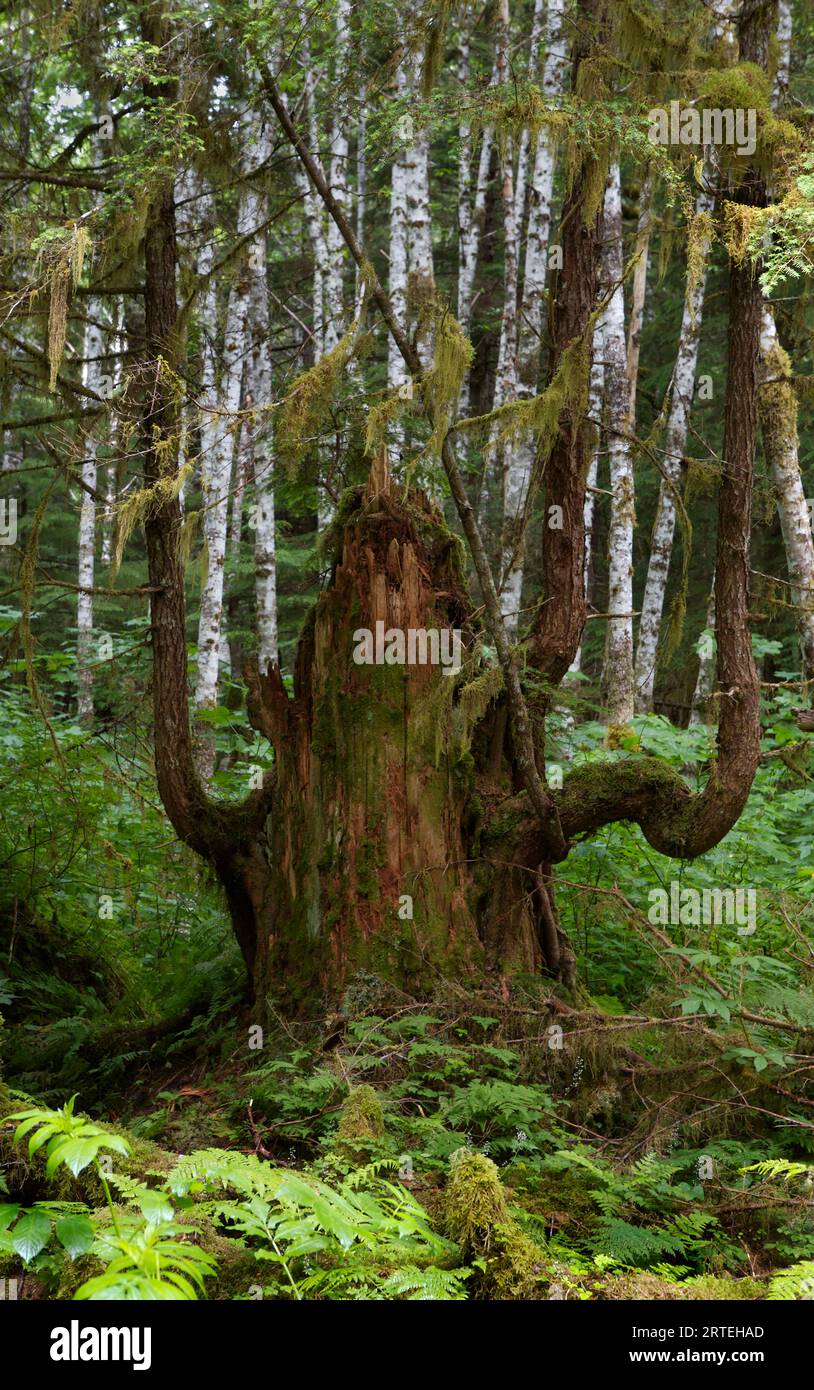 Albero coperto di muschio che è stato registrato e ha continuato a crescere; Chichigof Island, Alaska, Stati Uniti d'America Foto Stock