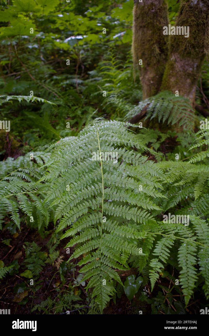 Felci che crescono nelle foreste pluviali della Tongass National Forest; Chichigof Island, Alaska, Stati Uniti d'America Foto Stock