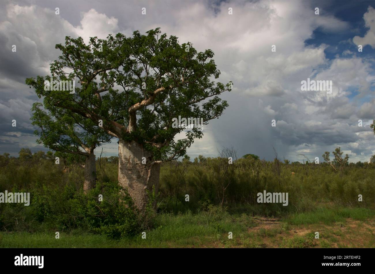 Boab Tree (Adansonia gregorii) sotto nuvole bianche; Australia Foto Stock