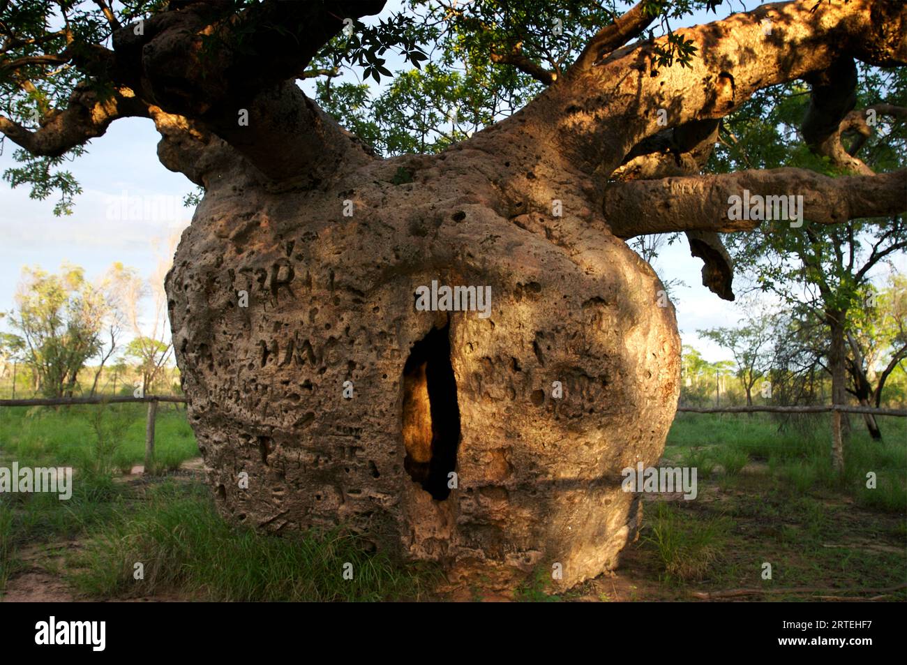 Apertura in un albero di boab (Adansonia gregorii) che funzionava come prigione per i prigionieri; Derby, Australia Foto Stock