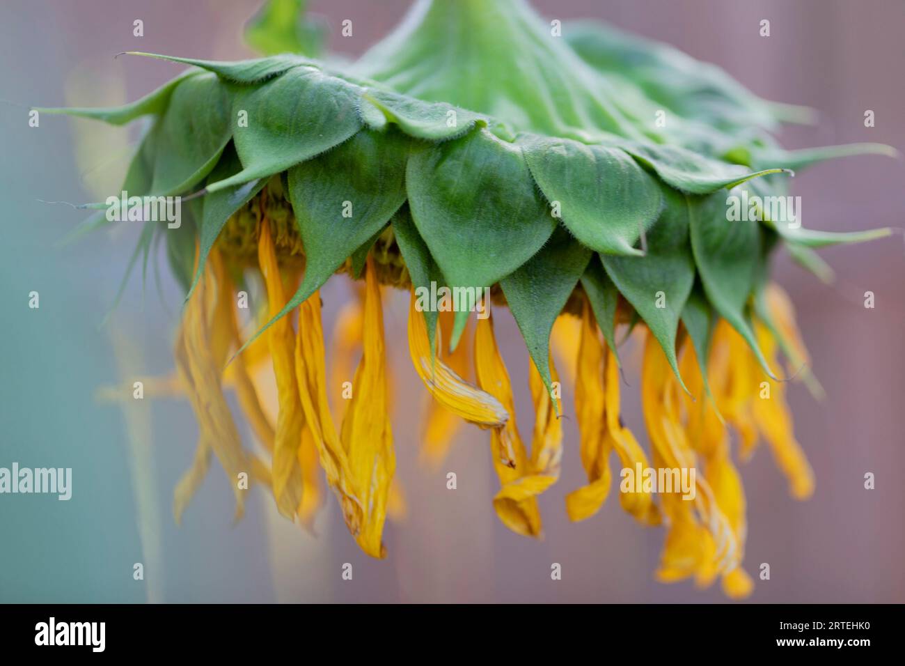 Girasole (Helianthus annuus) appassito alla fine del suo ciclo di vita; Port Alberni, British Columbia, Canada Foto Stock